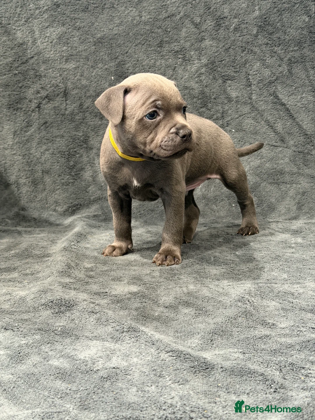 Staffordshire Bull Terrier dogs for sale: Blue Staffordshire Bull Terrier Puppies - Advert 28