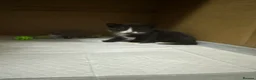 Mixed Breed cats for sale: Kittens looked for new home in Ashford - Advert 6