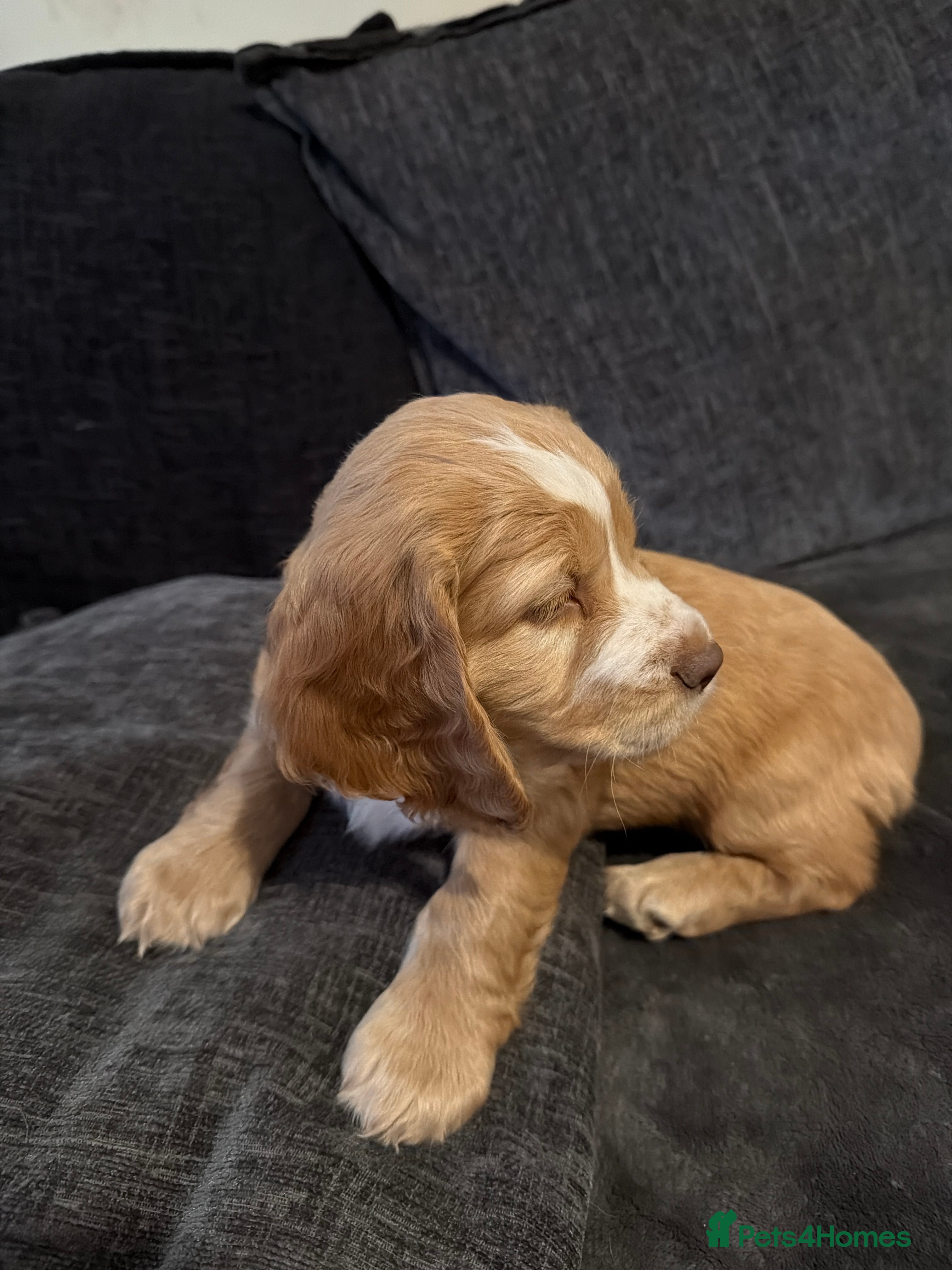Sprocker dogs Gorgeous golden working sprokers - Advert 2