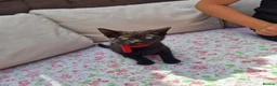Mixed Breed cats for sale: 5 beautiful black kittens 10weeks 2xfemales 3xmale in Stockport - Advert 11