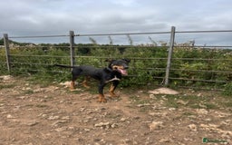 Huntaway dogs for sale: Huntaway  - Image 1