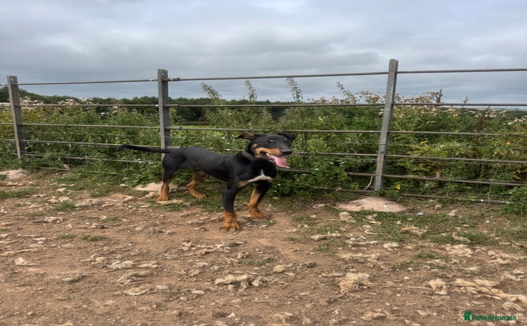Huntaway dogs - Advert 4