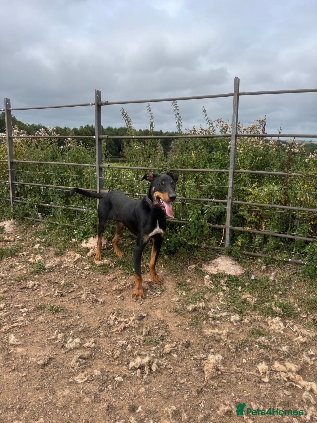 Huntaway dogs for sale: Huntaway  - Image 1