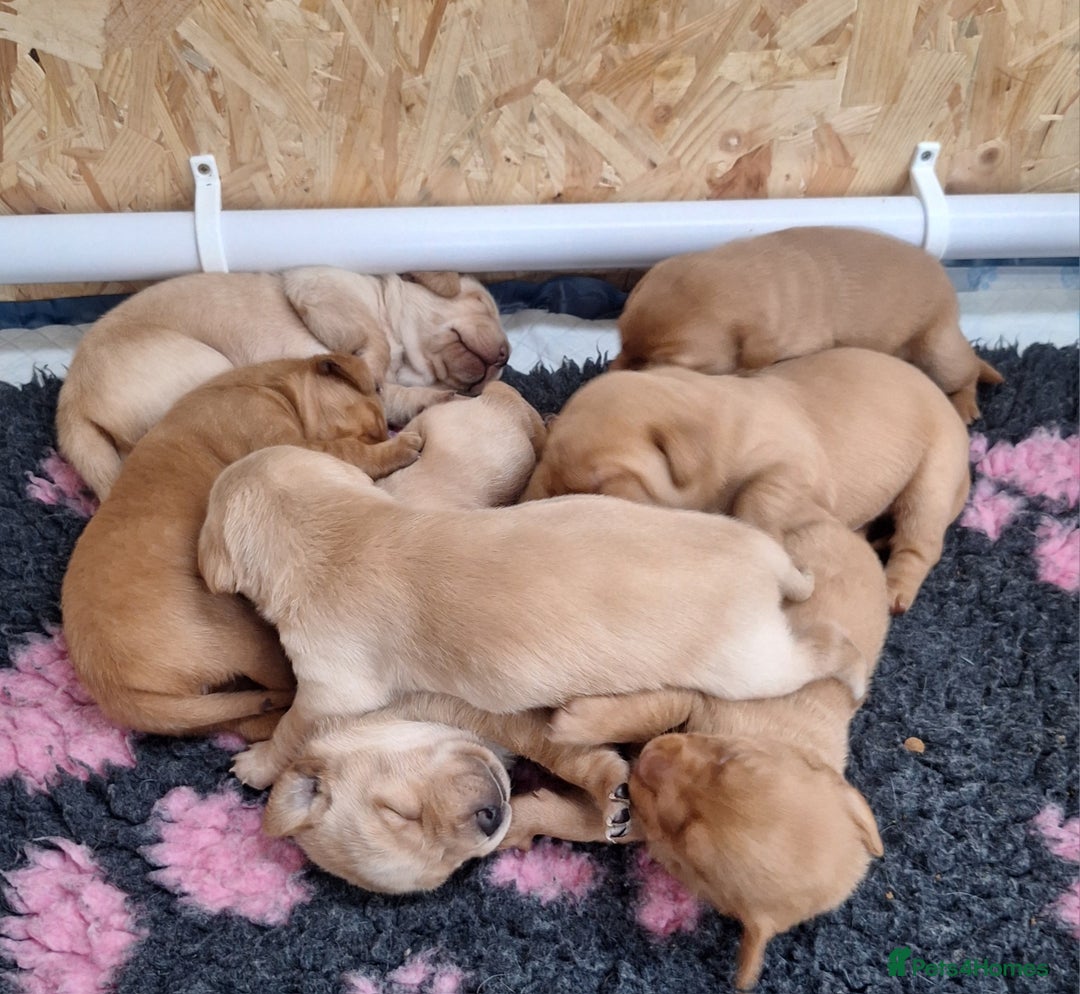 Labrador Retriever dogs for sale: Fox Red Labrador pups - Advert 8