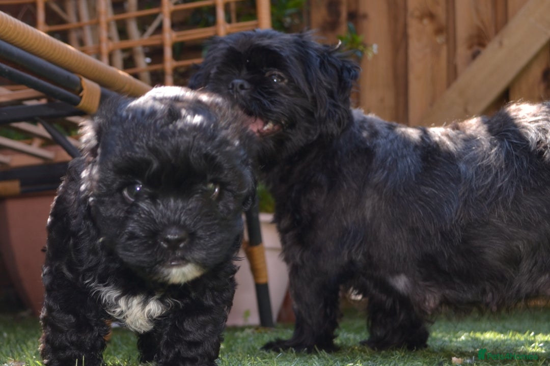 Shihpoo dogs for sale: rare black shipoos - Image 9