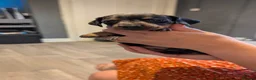 Miniature Dachshund dogs for sale: 3 gorgeous dapple male miniature dachshunds - Advert 2