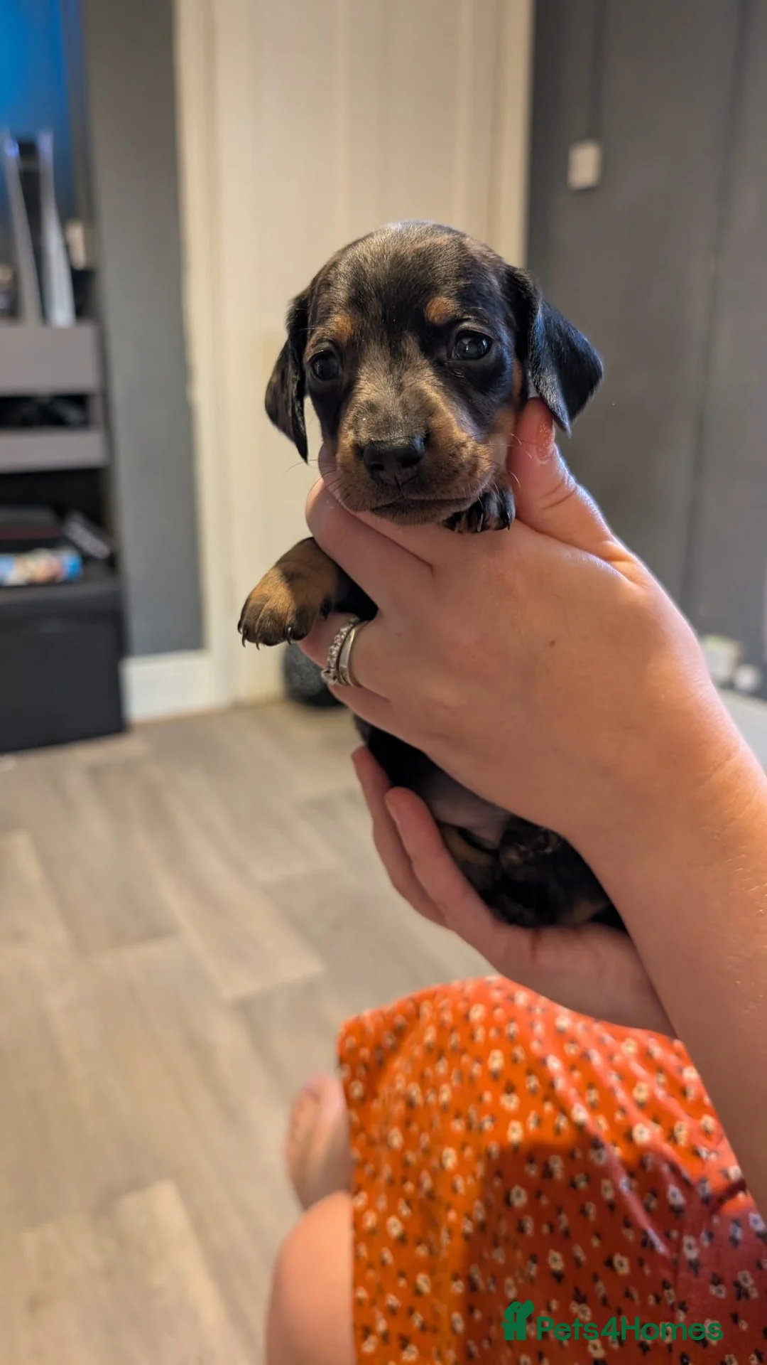 Miniature Dachshund dogs for sale: 3 gorgeous dapple male miniature dachshunds - Advert 2