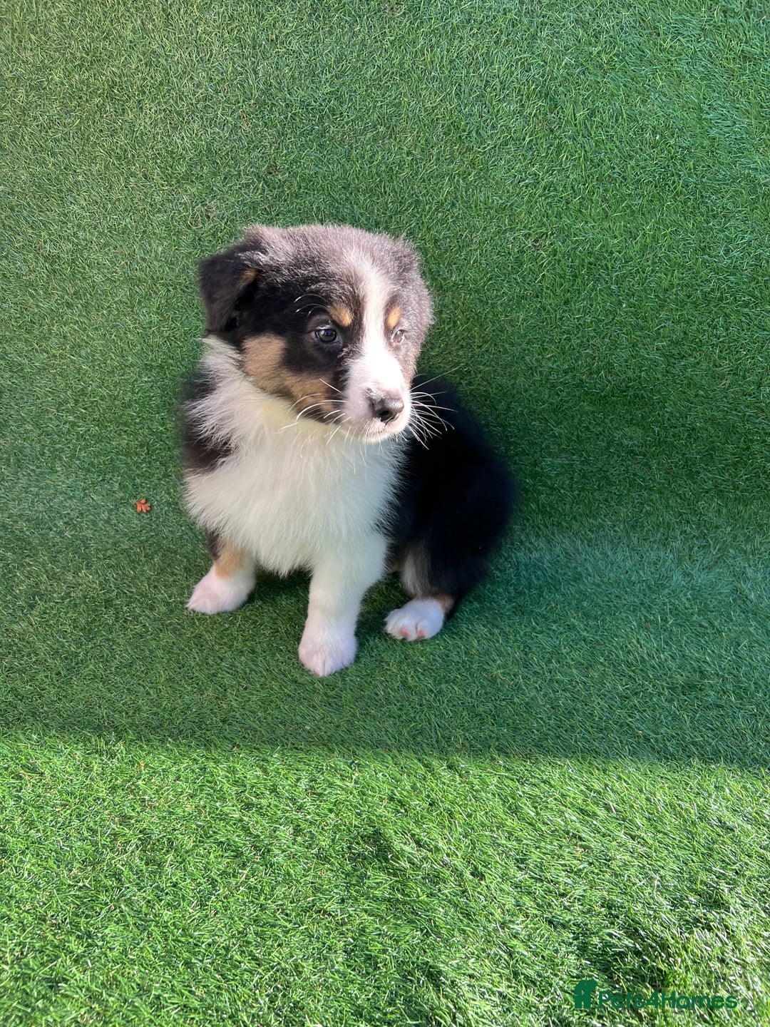 Australian Shepherd dogs for sale: Australia shepherd Kc puppies  - Image 22