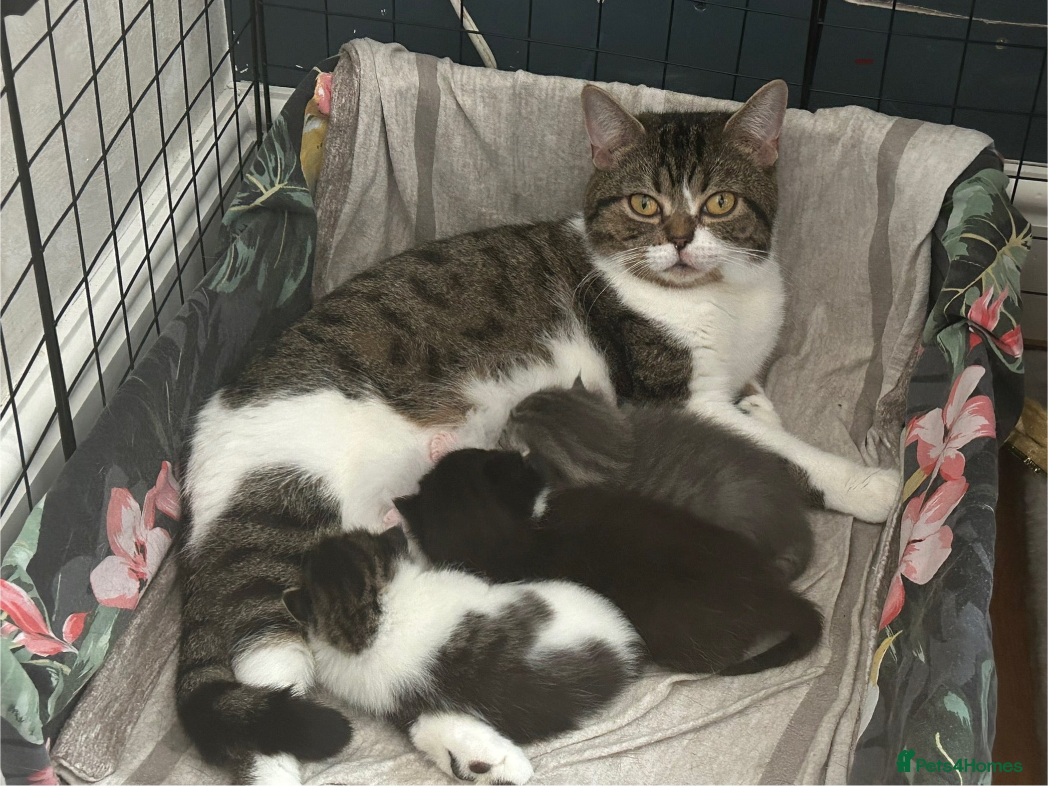 Mixed Breed cats Cheeky kittens - Advert 1