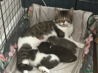 Mixed Breed cats Cheeky kittens - Advert 1