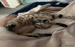 Scottish Fold cats for sale: Scottish fold boy  - Image 4