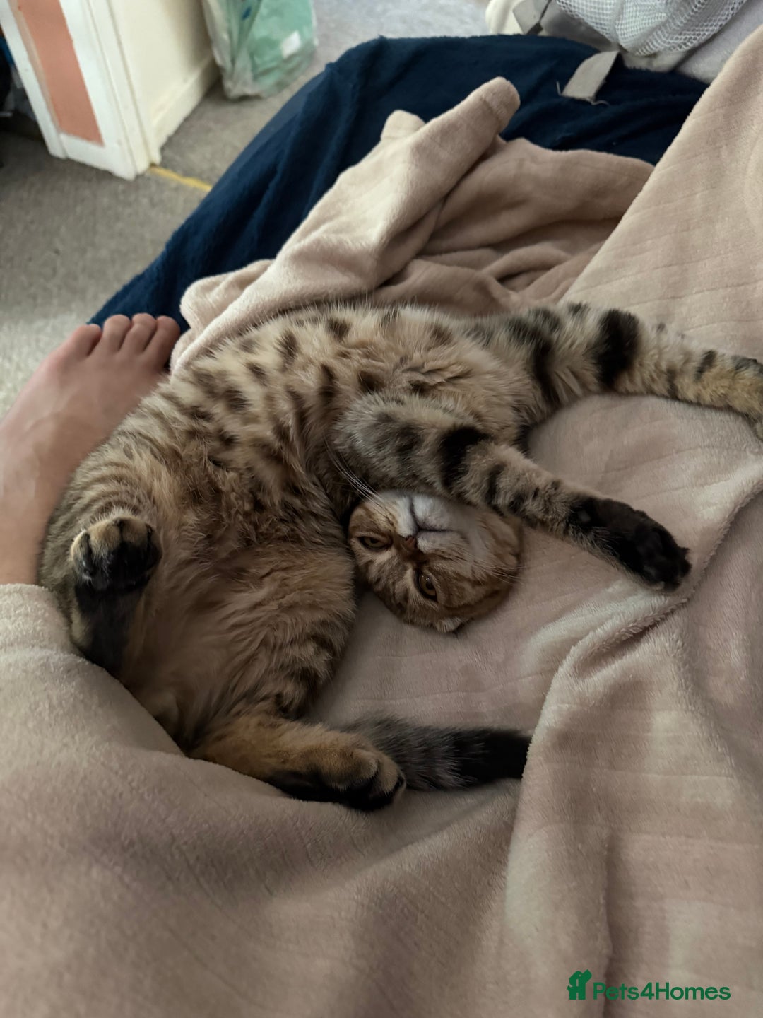 Scottish Fold cats for sale: Scottish fold boy  - Image 4