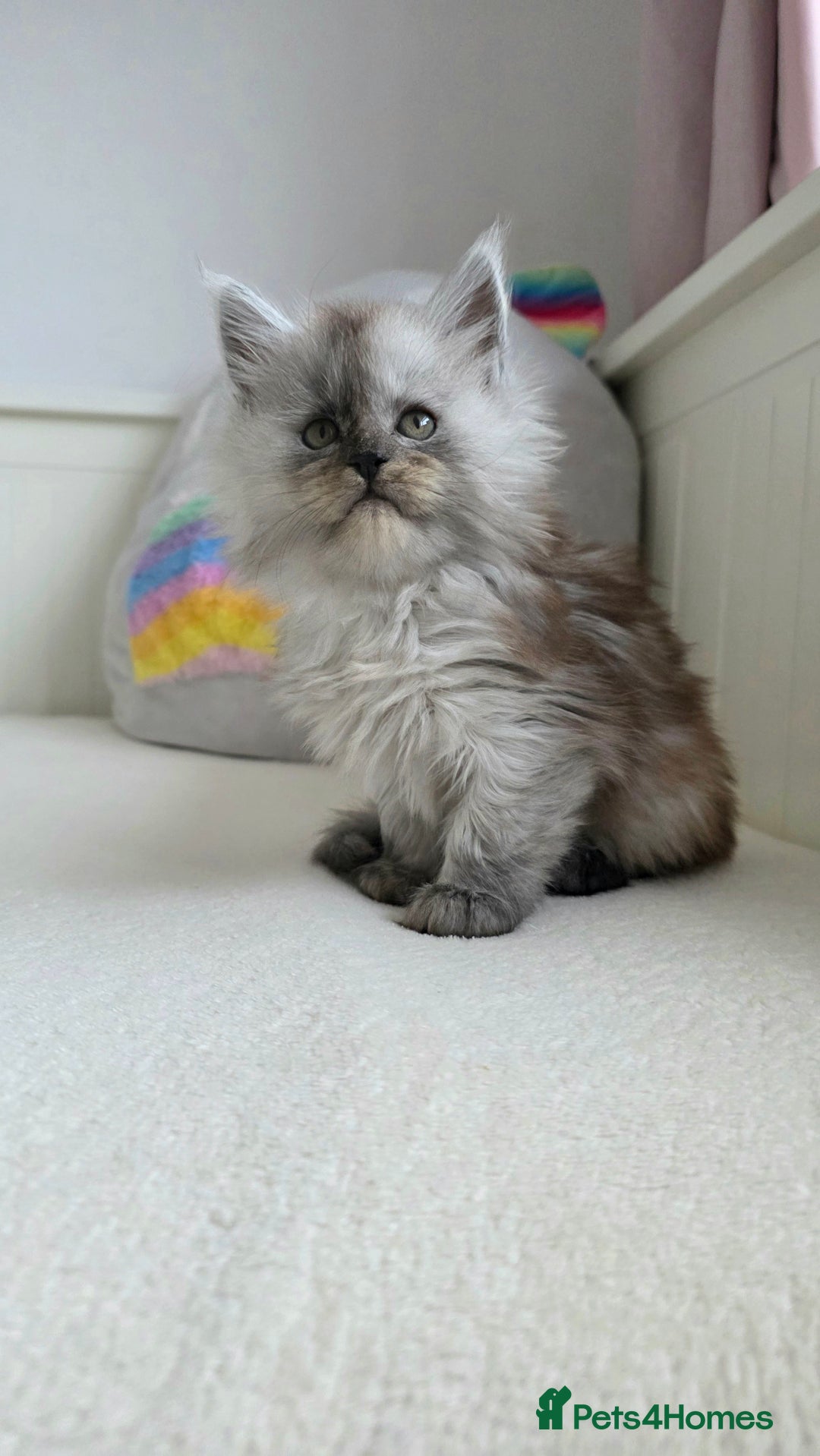 Maine Coon cats for sale: Maine Coon kittens from champion line - Advert 4