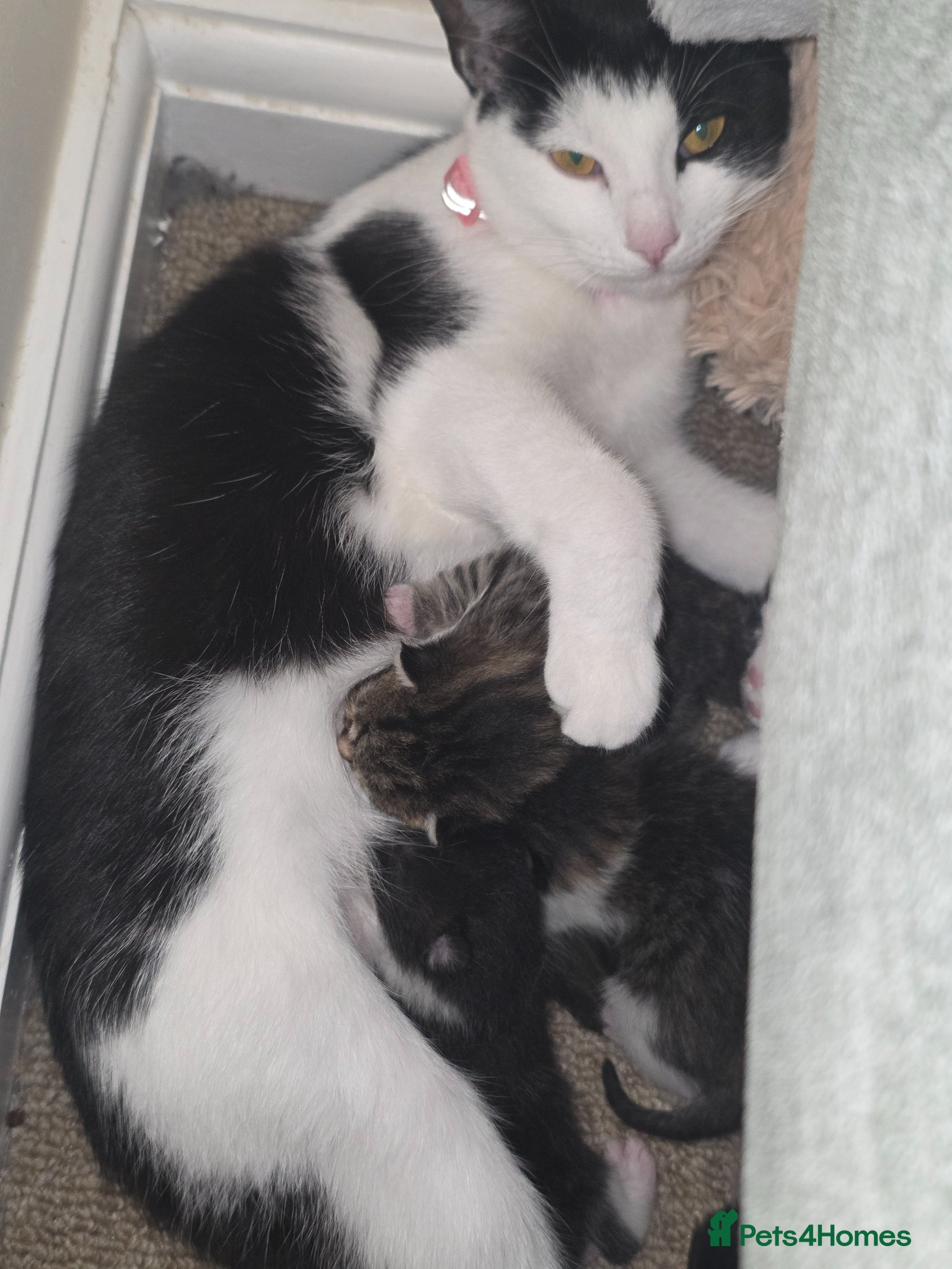 Mixed Breed cats for sale: 1 female kitten for sale - Advert 5