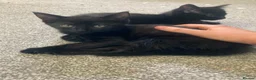 Mixed Breed cats for sale: 2 black male calico  in Consett - Advert 18