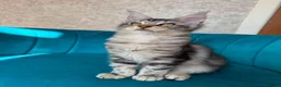 Maine Coon cats for sale: TICA Pedigree Registered Maine Coon Kittens - Advert 30