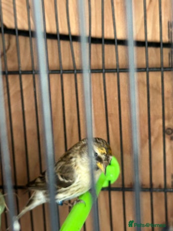 Finches birds - Advert 12