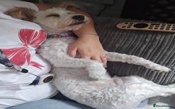 Mixed Breed dogs for sale: Beautiful teddy - Image 2