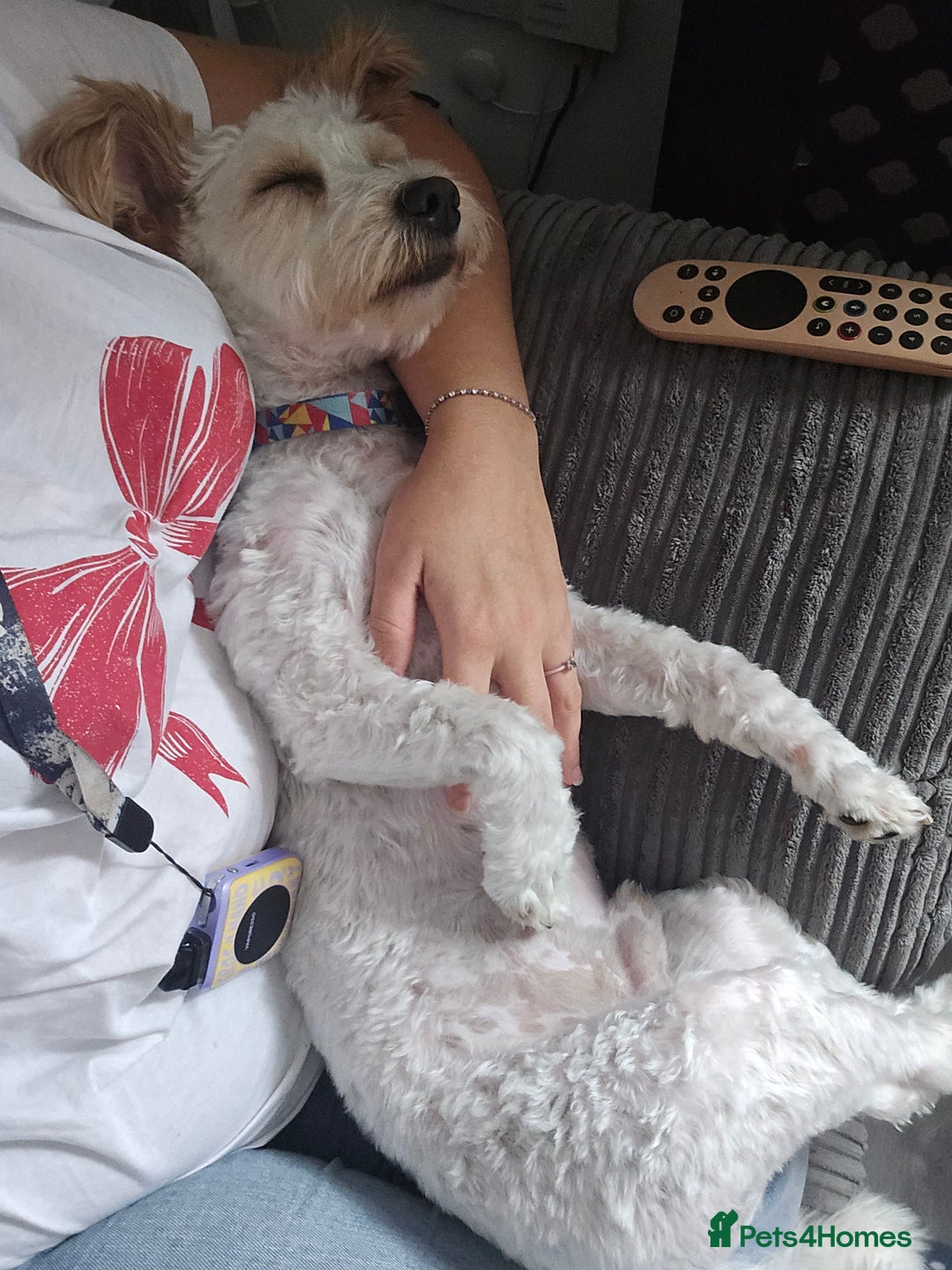 Mixed Breed dogs for sale: Beautiful teddy - Image 2