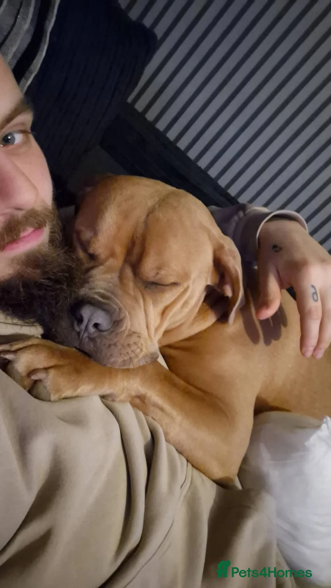 American Bulldog dogs for sale: Champagne Bully - Advert 4