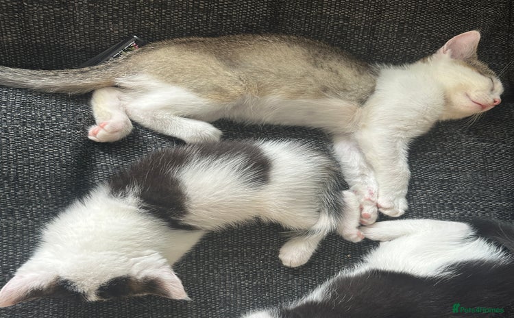 Mixed Breed cats - Advert 1