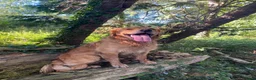 Golden Retriever dogs for stud: KCReg Proven Gorgeous Golden Retriever  - Advert 1
