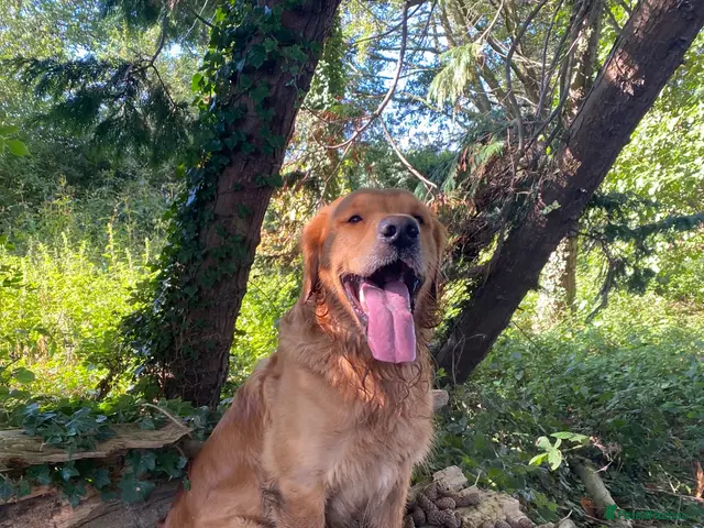 Golden Retriever dogs for stud: KCReg Proven Gorgeous Golden Retriever - Advert 1