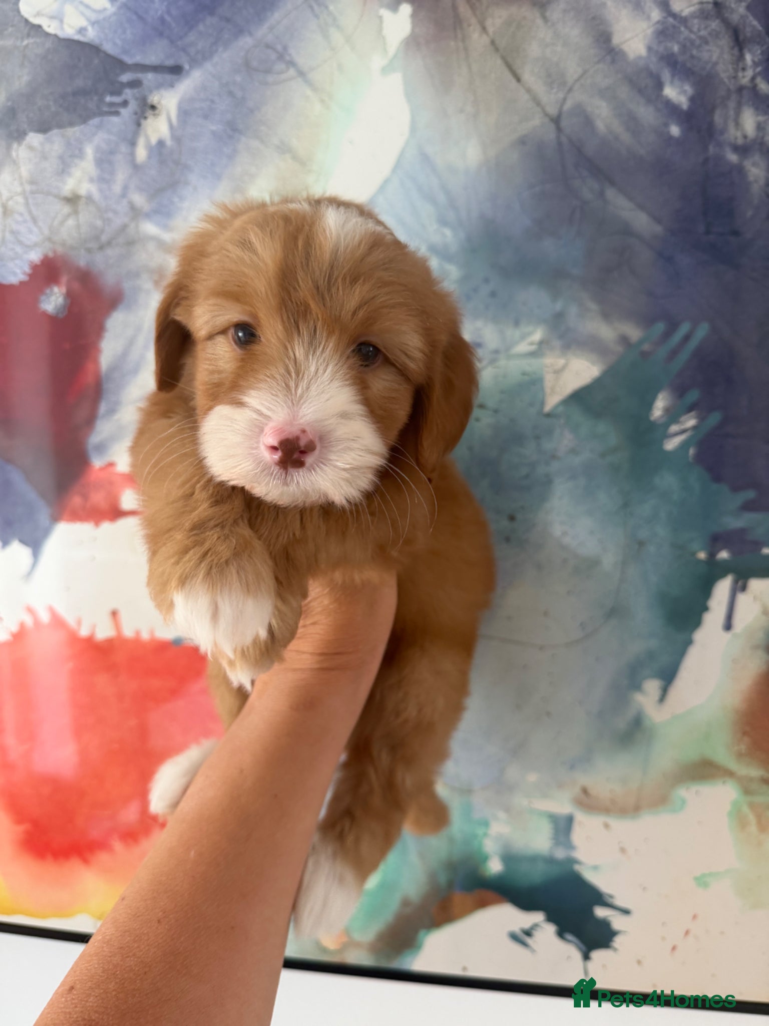 Labradoodle dogs Stunning Miniature Labradoodle Boy  Licensed   - Advert 8