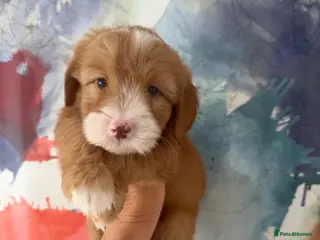Labradoodle dogs Stunning Miniature Labradoodle Boy Licensed - Advert 8