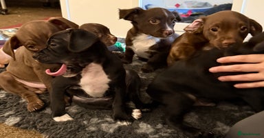 Mixed Breed dogs - Advert 12