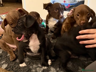 Mixed Breed dogs - Advert 3