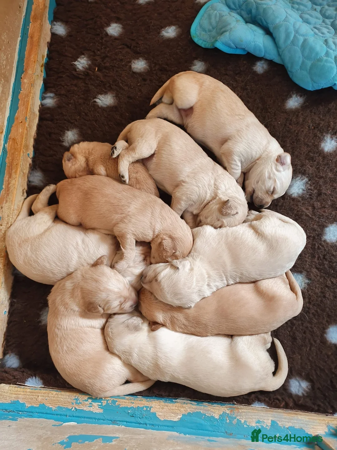 Standard Poodle dogs for stud: KC Registered standard poodle stud - Advert 8