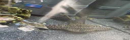 Plecos fish for sale: Common pleco  - Advert 5