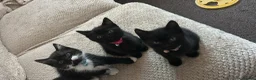 British Shorthair cats for sale: British short hair cross kittens only 2 left - Advert 4