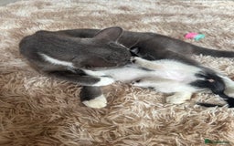 Domestic Shorthair cats for sale: Male kitten - last in the litter  - Image 9