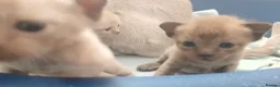 Burmese cats for sale: Beautiful Chocolate & Brown Burmese Kittens. GCCF  - Advert 8