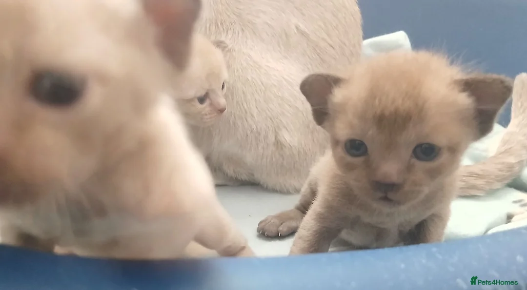 Burmese cats for sale: Beautiful Chocolate & Brown Burmese Kittens. GCCF  - Advert 8