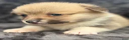 Welsh Corgi Pembroke dogs for sale: Top quality corgis  - Advert 32