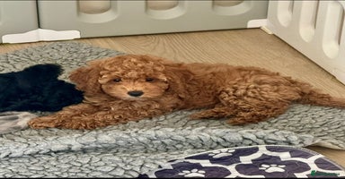 Cockapoo dogs - Advert 12