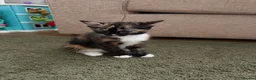 Mixed Breed cats for sale: Kittens  - Advert 14