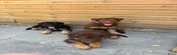 German Shepherd dogs for sale: German Shepherd puppies – Kennel Club registered - Advert 7