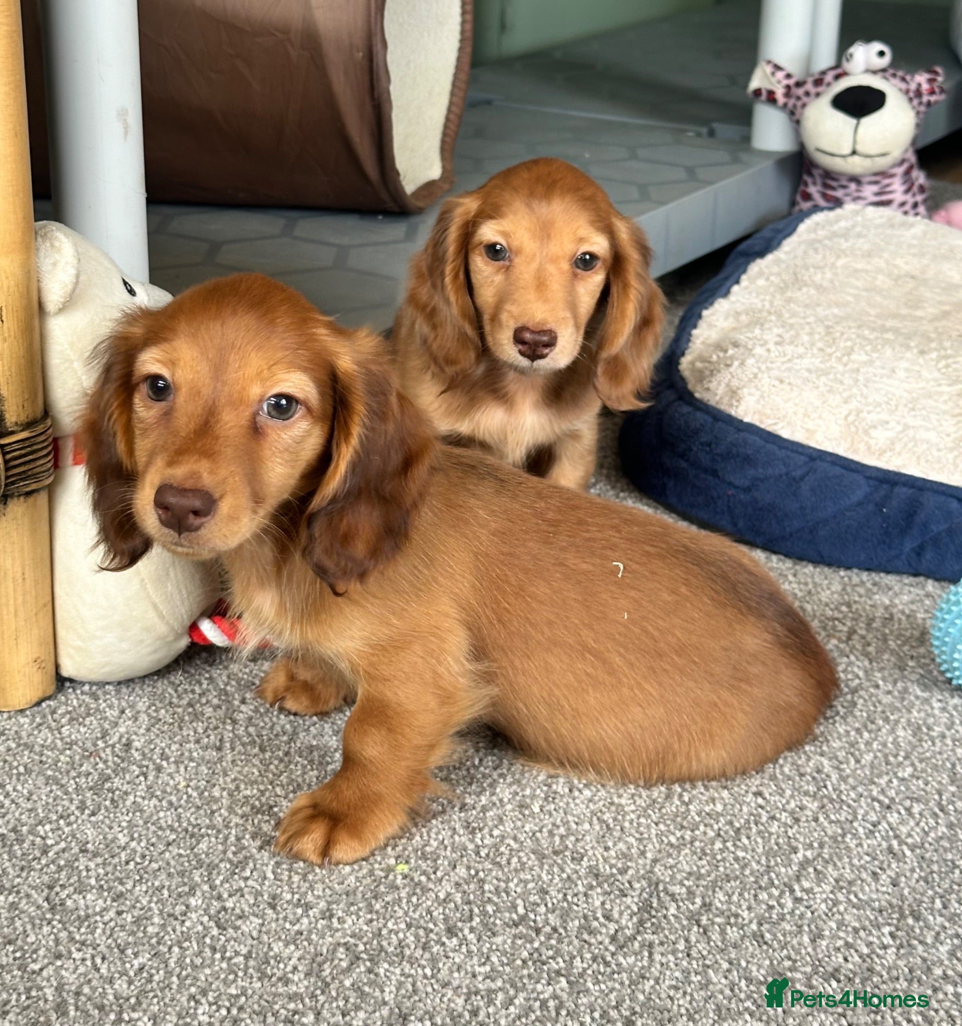 Miniature Dachshund dogs Shaded red longhaired boy and girl - Advert 2
