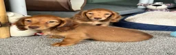 Miniature Dachshund dogs for sale: Shaded red longhaired boy and girl - Advert 2