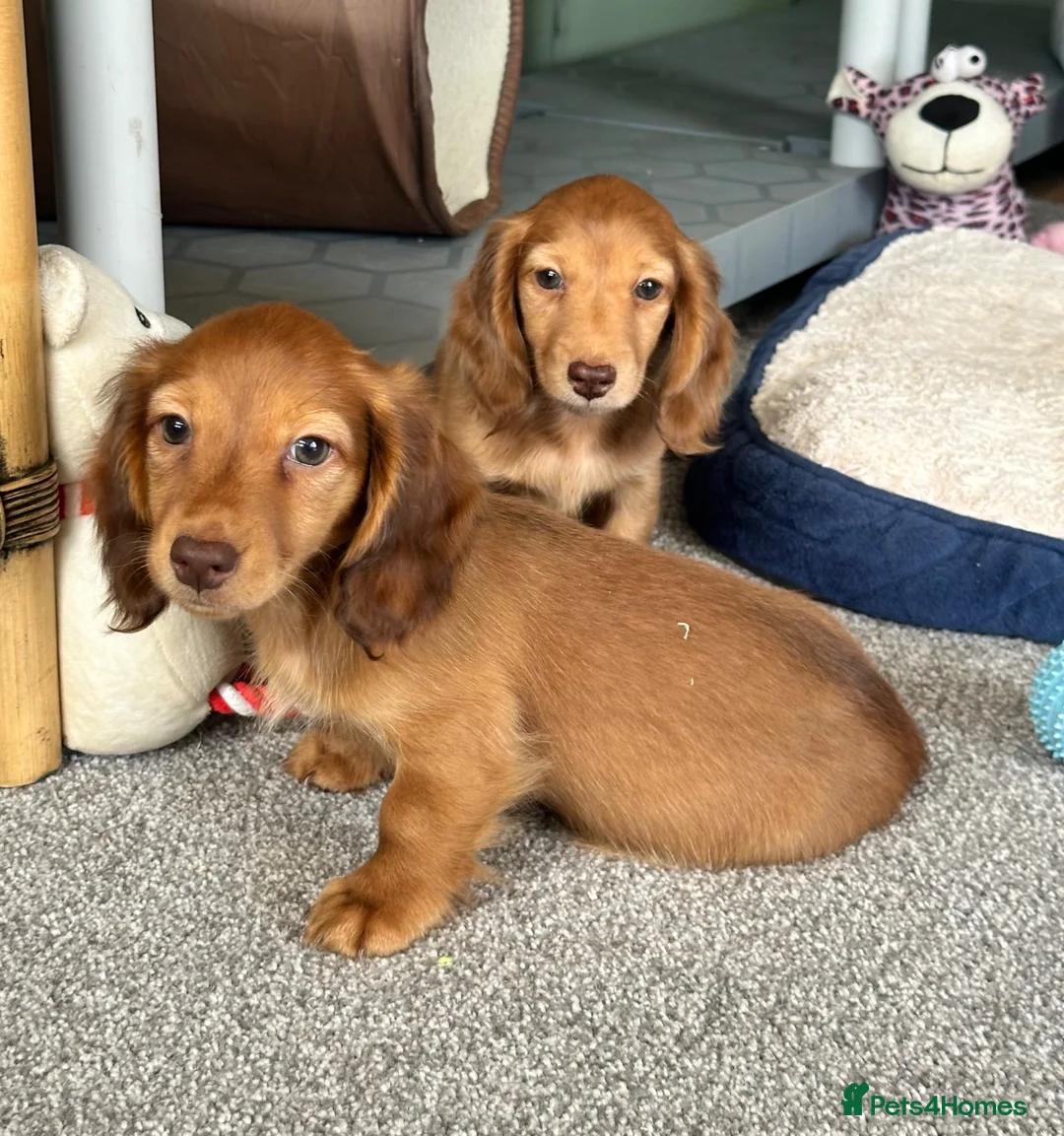 Miniature Dachshund dogs for sale: Shaded red longhaired boy and girl - Advert 2