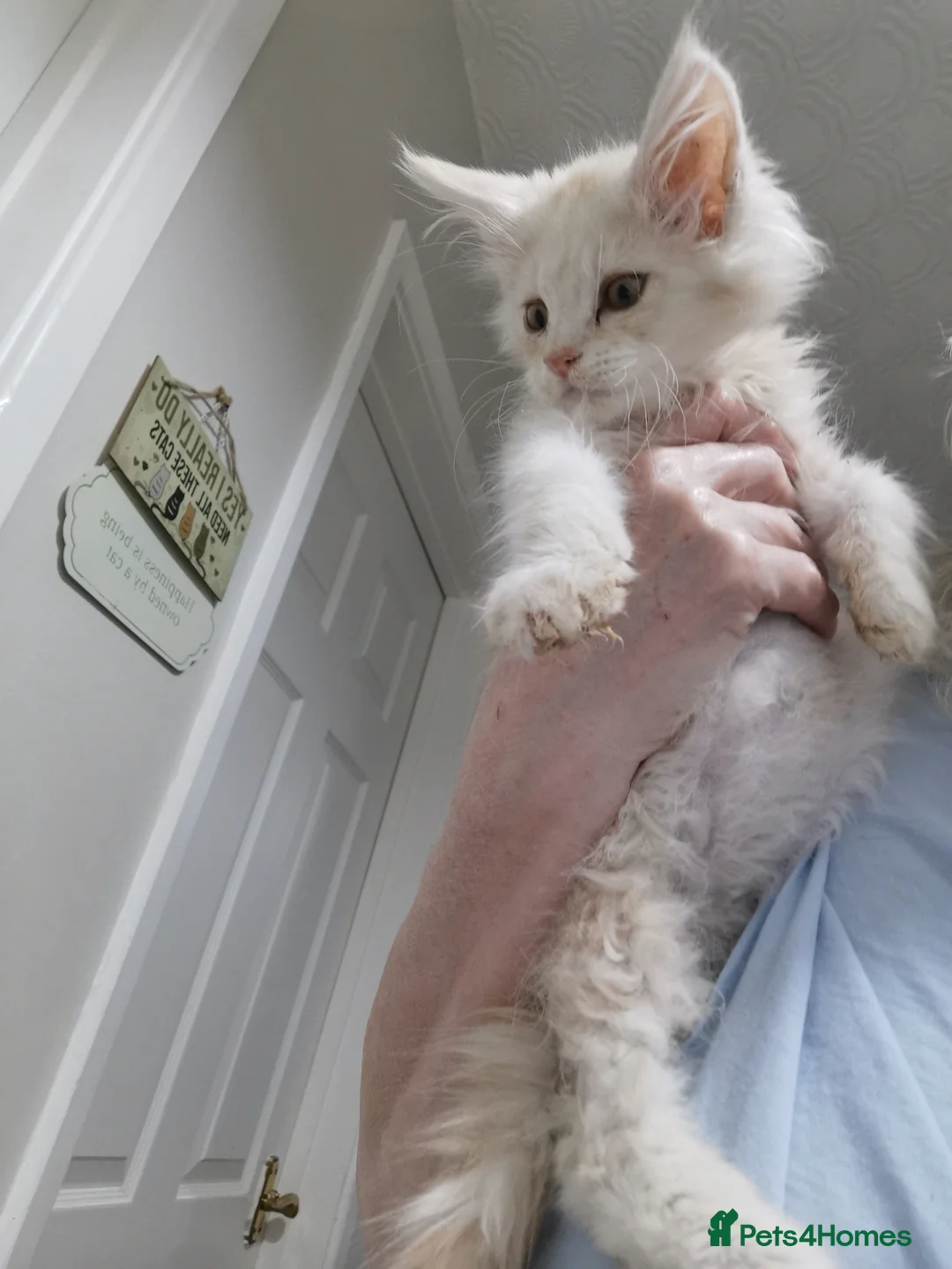 Maine Coon cats for sale: Pedigree Maine coon kittens for sale  - Advert 2