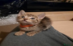 American Shorthair cats for sale: Adorable American shorthair kittens  - Image 3