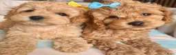 Cockapoo dogs for sale: ✨ 🧡  F1 dna tested cockerpoo ready now🧡✨ - Advert 4