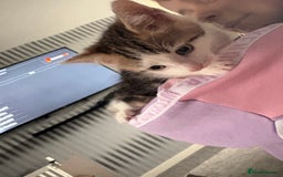 Mixed Breed cats for sale: Last Tabby boy kitten  - Image 3