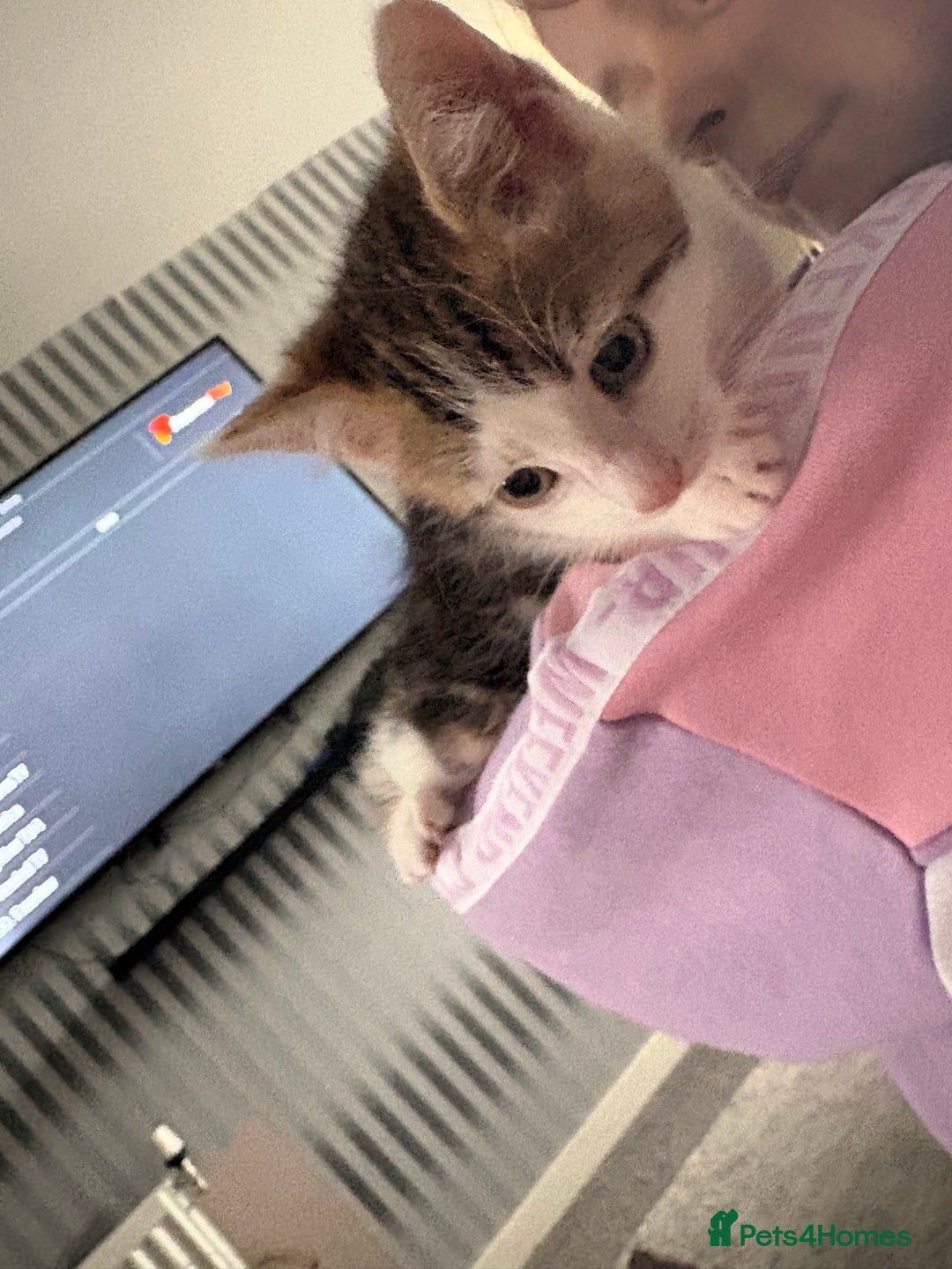 Mixed Breed cats for sale: Last Tabby boy kitten  - Image 3