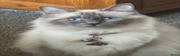 Ragdoll cats for sale: 3 Ragdoll boys  - Advert 1